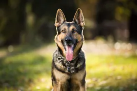 A German Shepherd, similar to the dog who disappeared in England in November and was recently found and reunited with family.