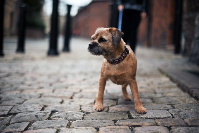 A leashed Border Terrier standing on the street, like the terriers who help tackle Washington D.C.'s rat problem.