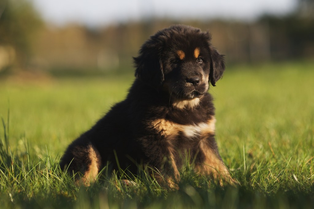 A Tibetan Mastiff puppy sitting in the grass.