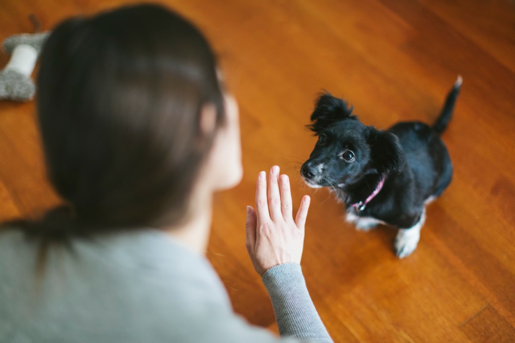 Woman teaching her dog obedience commands, as training can help curb the dog bite epidemic.