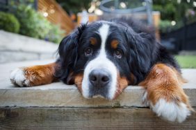 Adorable Bernese Mountain Dog resting in a backyard in summer. Sadly, the Bernese Mountain Dog lifespan is shorter at only six to eight years