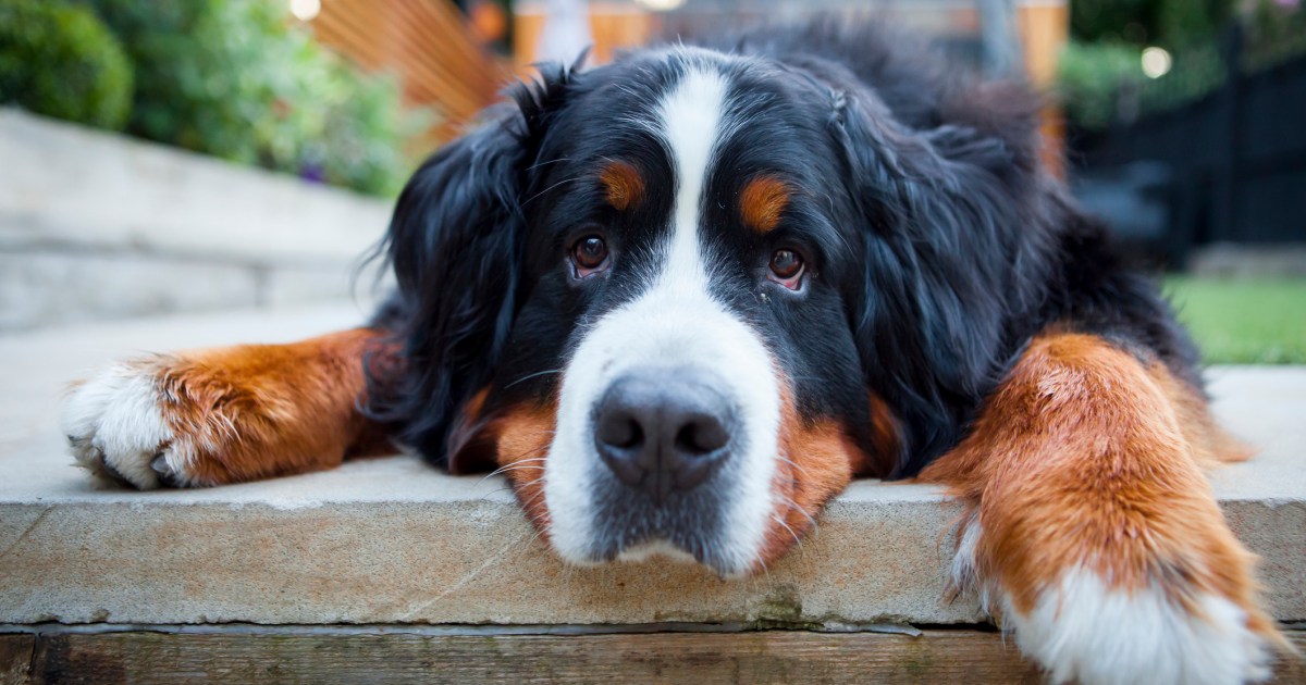 Why Do Bernese Mountain Dogs Have a Short Lifespan?