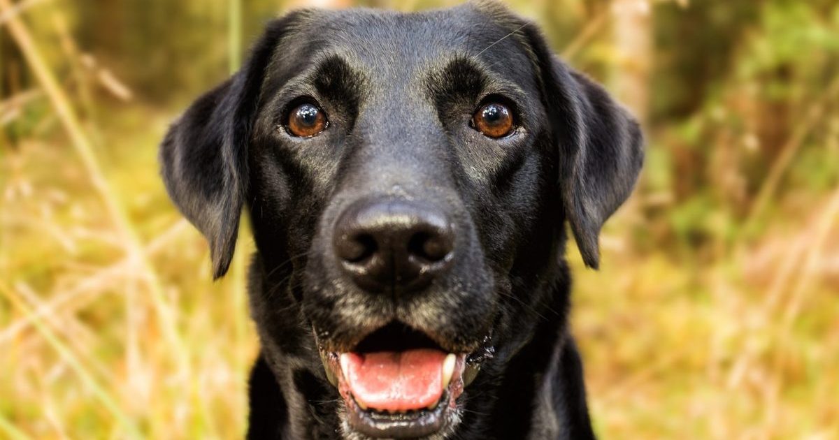 Happy Black Labrador Retriever looking at the camera