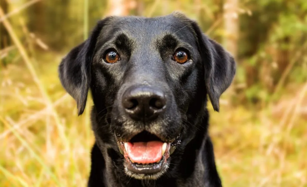 Happy Black Labrador Retriever looking at the camera