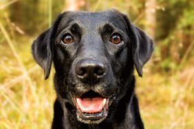 Happy Black Labrador Retriever looking at the camera