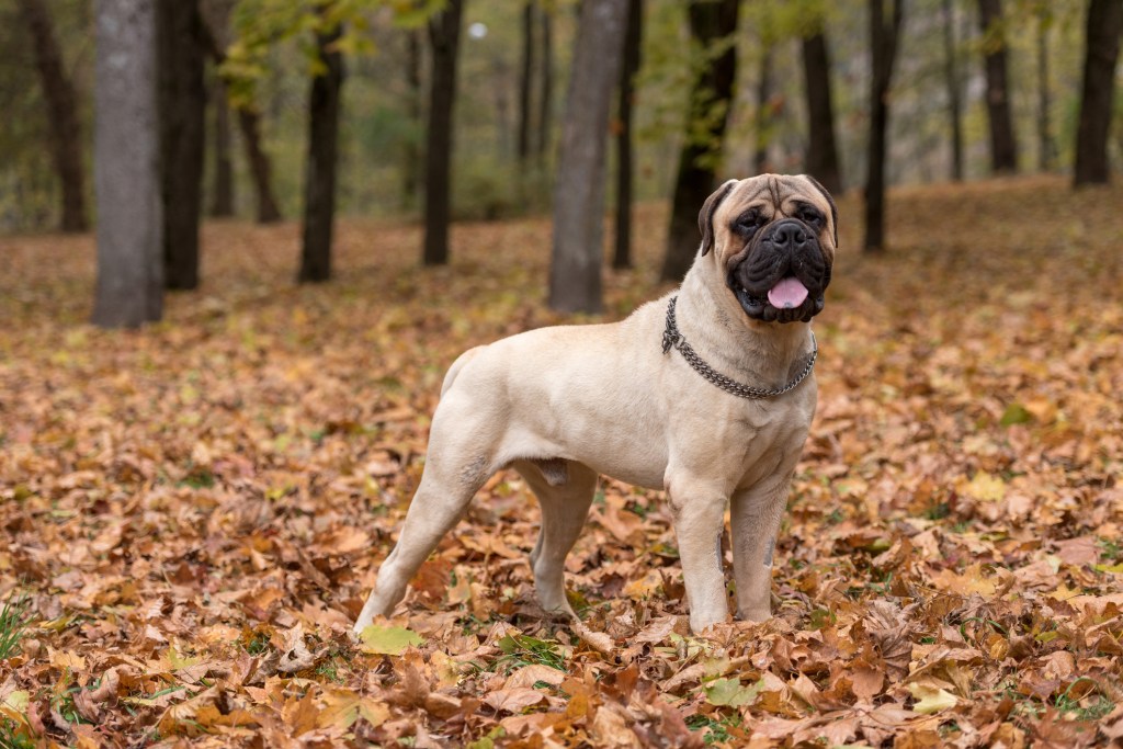 Fila Brasileiro dog portrait, autumn scene Stock Photo