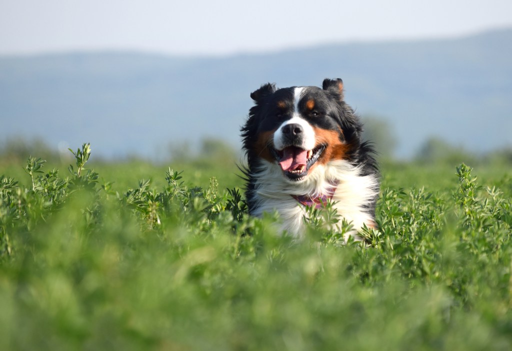 Bernese Mountain Dog running through a field of alfalfa