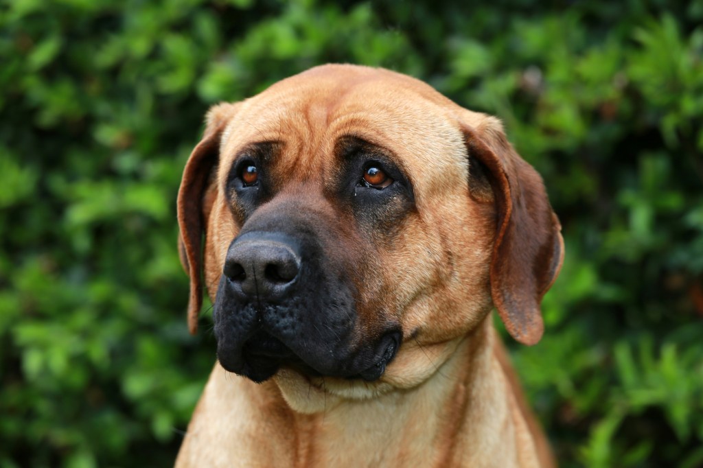 Portrait of Tosa Inu, one of the Mastiff breeds, against green natural background