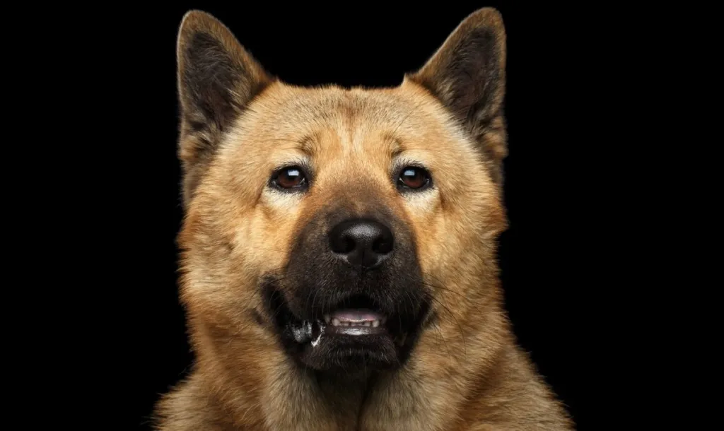 Portrait of Dog mix breed Akita Chow Isolated on Black Background, blue tongue