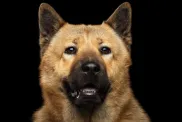 Portrait of Dog mix breed Akita Chow Isolated on Black Background, blue tongue
