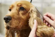 Hands of female groomer combing Cocker Spaniel, an easy-to-groom dog, at dog grooming salon