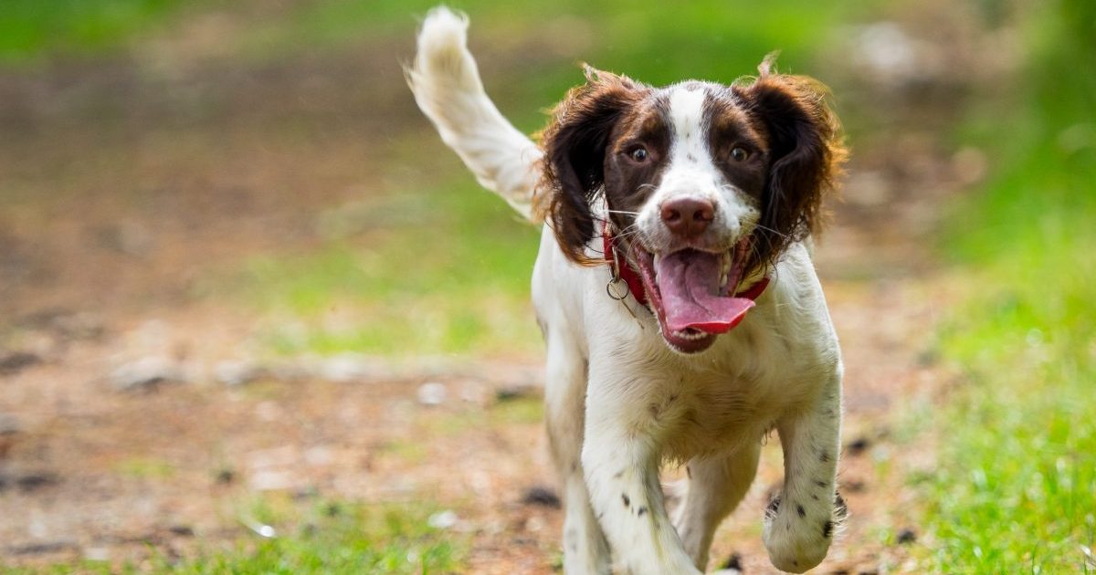 Georgia Thief Cases Apartments Before Stealing Puppy