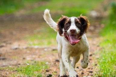 A happy Springer Spaniel puppy walking while sticking tongue out, like the one stolen as thief cased apartments