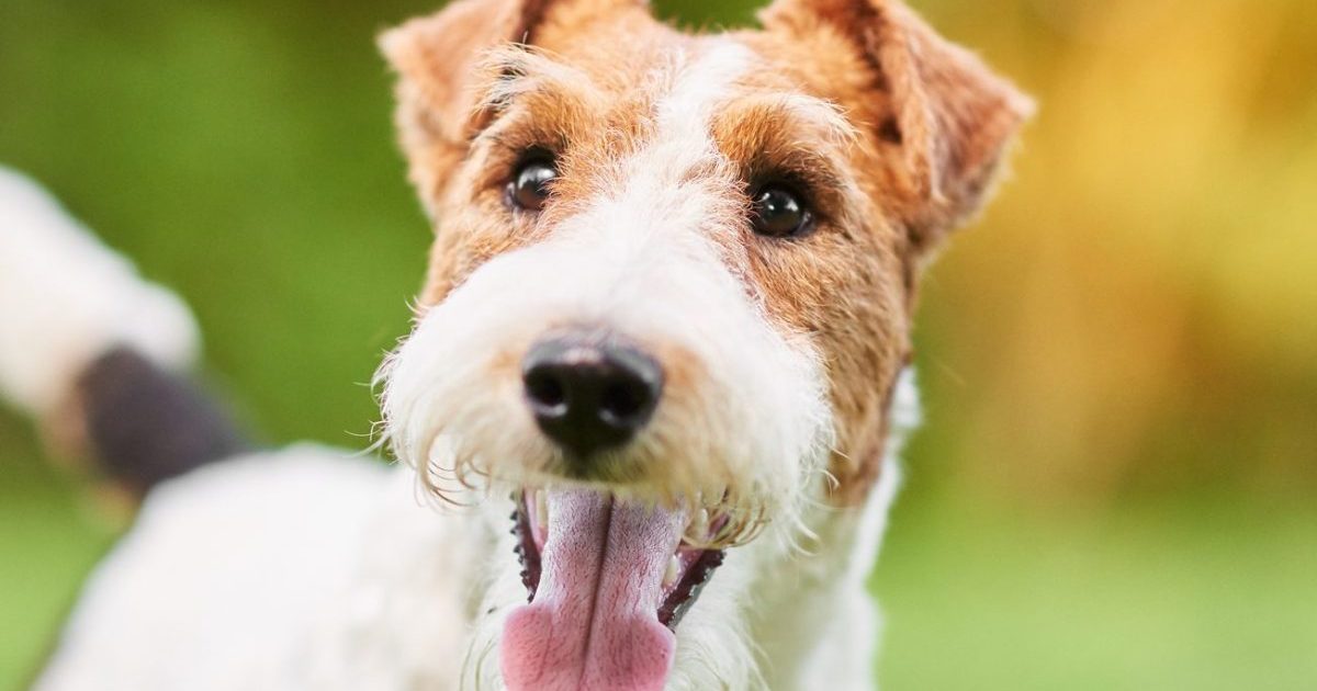 Close up shot of a happy cute Wire Fox Terrier dog in the park