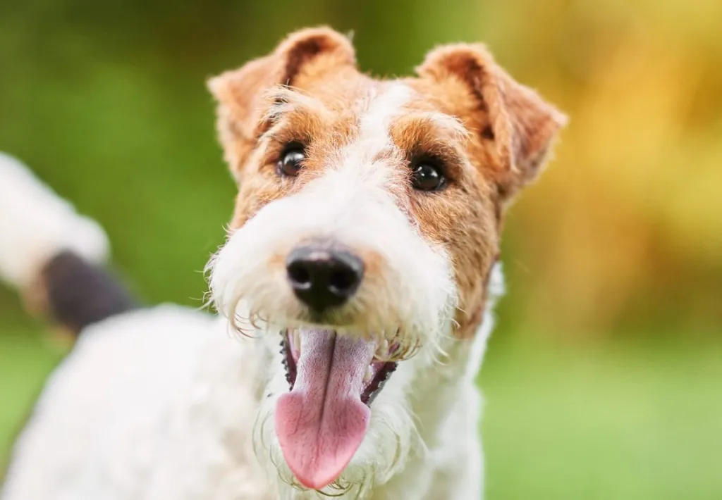 Fox Terrier Dog Breed Information & Characteristics