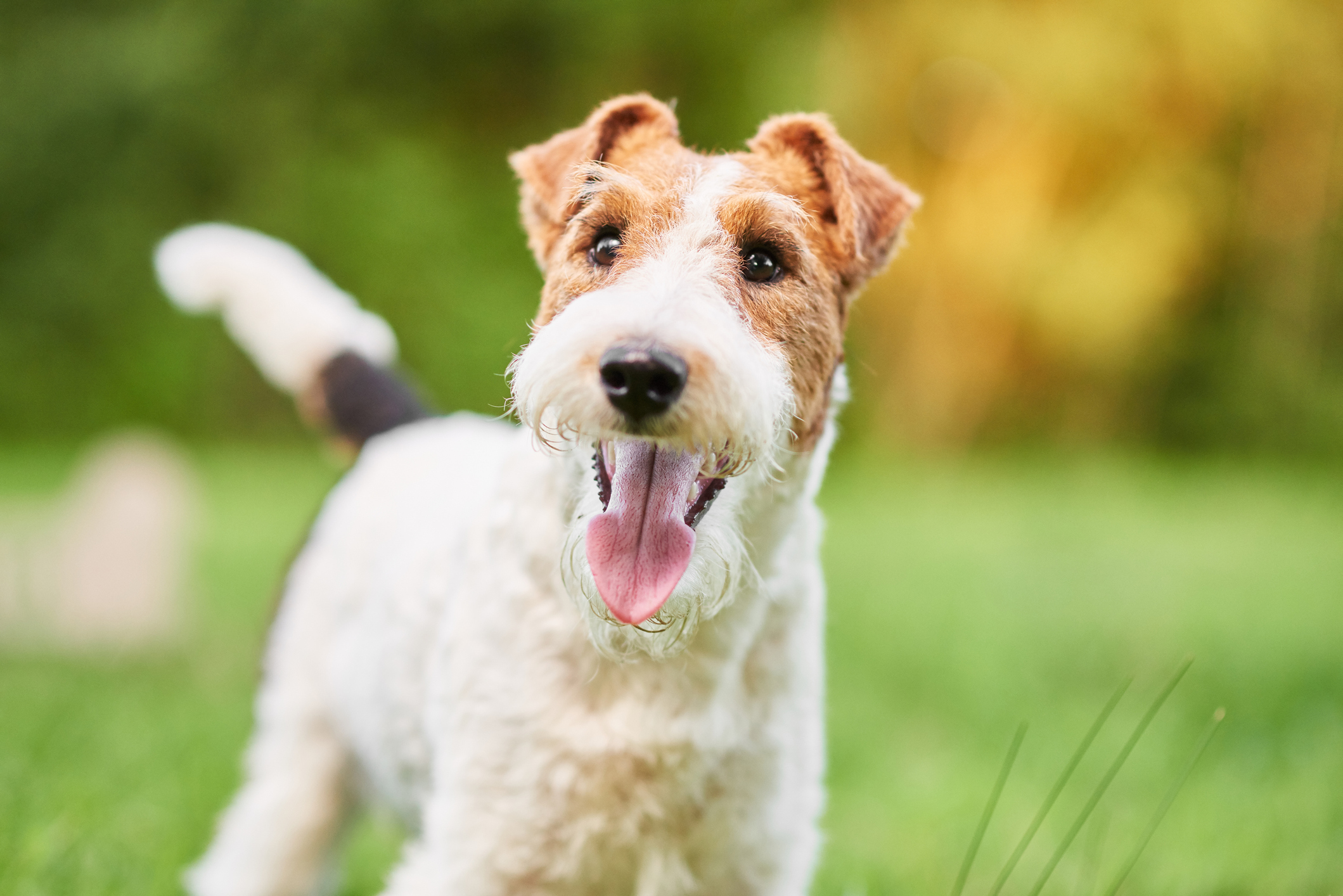 Toy fox store terrier wire hair