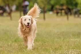 A Golden Retriever walking in a field like the dog who fell off cliff in Oregon.