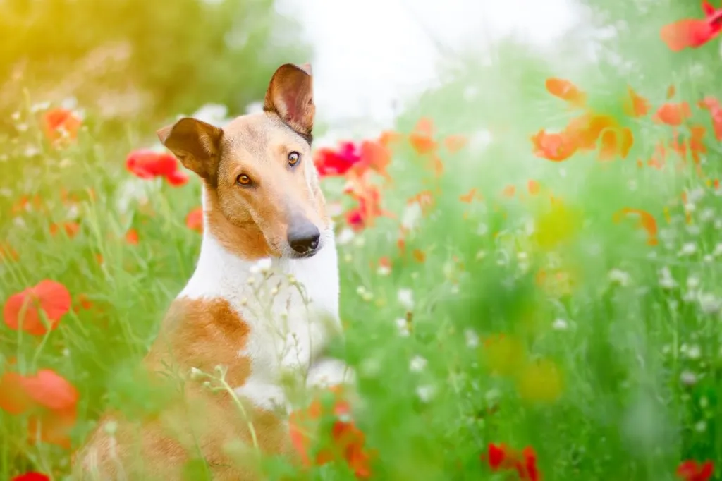 Beautiful Smooth Fox Terrier sitting in a field of poppies