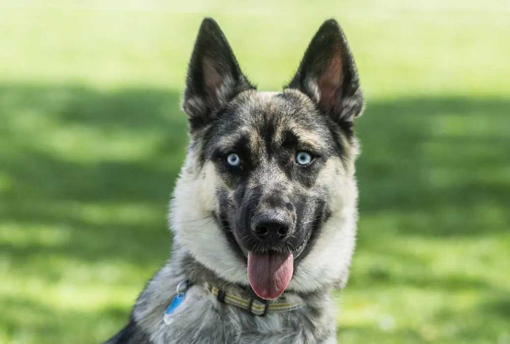 German shepherd best sale husky mix temperament