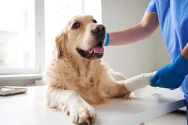 Vet stroking dog with mobility issues.