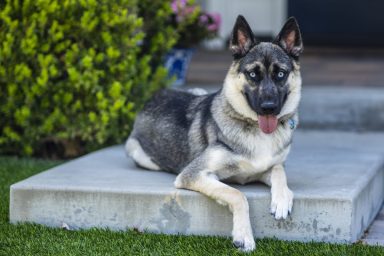 German Shepherd Husky mix similar to the guard dog rescued in Brentwood.