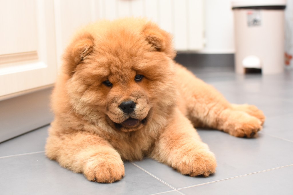 Cute Chow Chow puppy in a house.