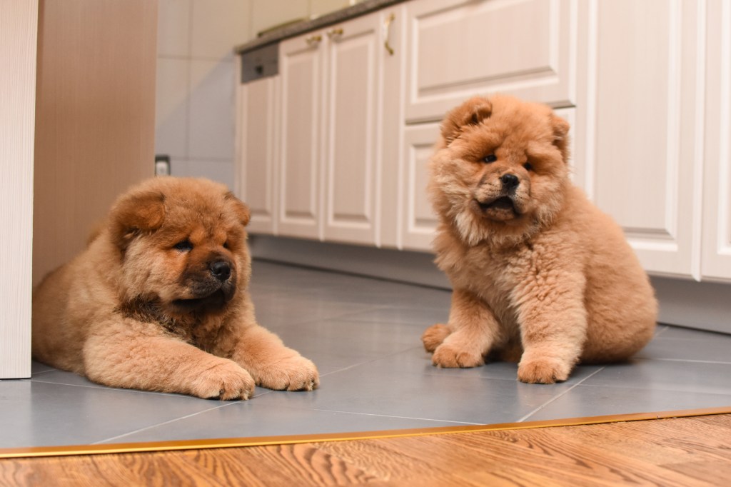 Two Chow Chow puppies in the house.