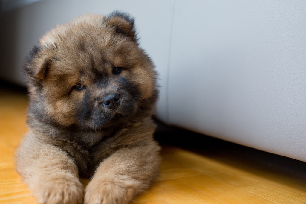 Cute small Chow Chow dog relaxing on the floor indoors.