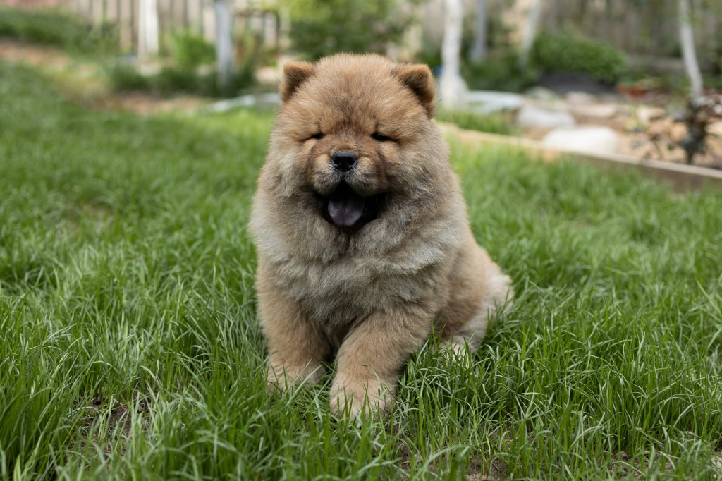 Close-up portrait of  Chow Chow puppy sitting on the grass.