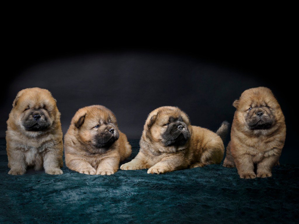 Studio portrait of a litter of Chow Chow puppies.