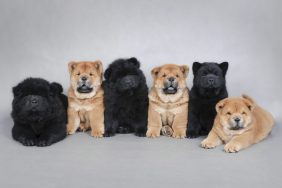 Six little cute Chow Chow puppies portrait.