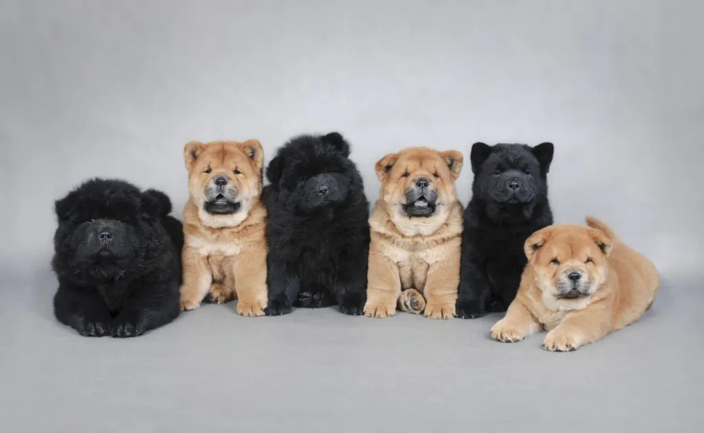 Six little cute Chow Chow puppies portrait.