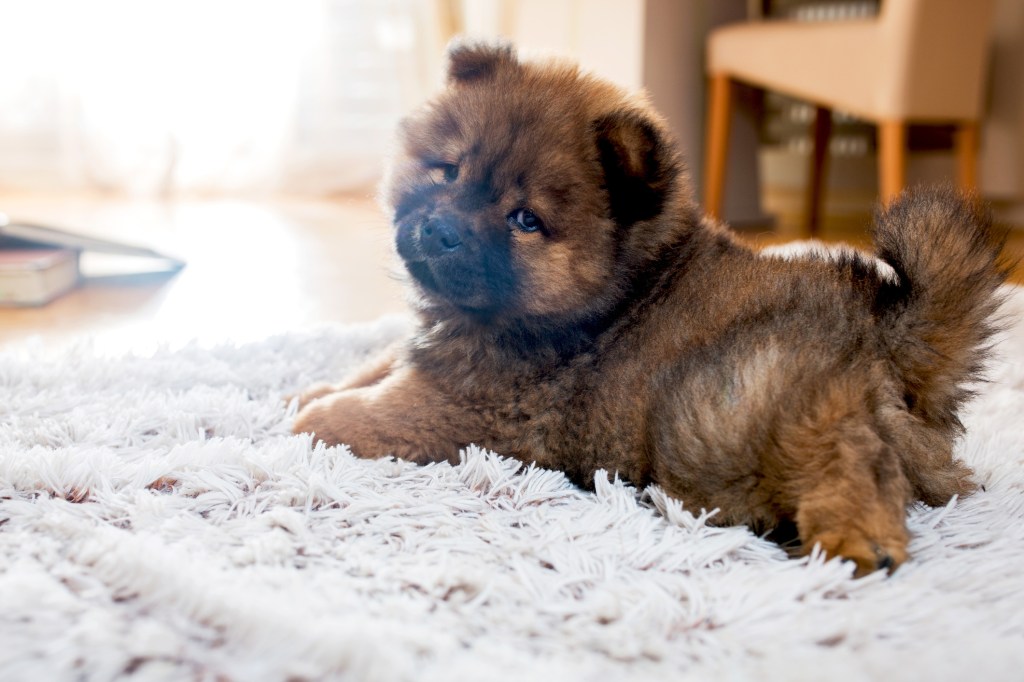 Adorable puppy on white rug.
