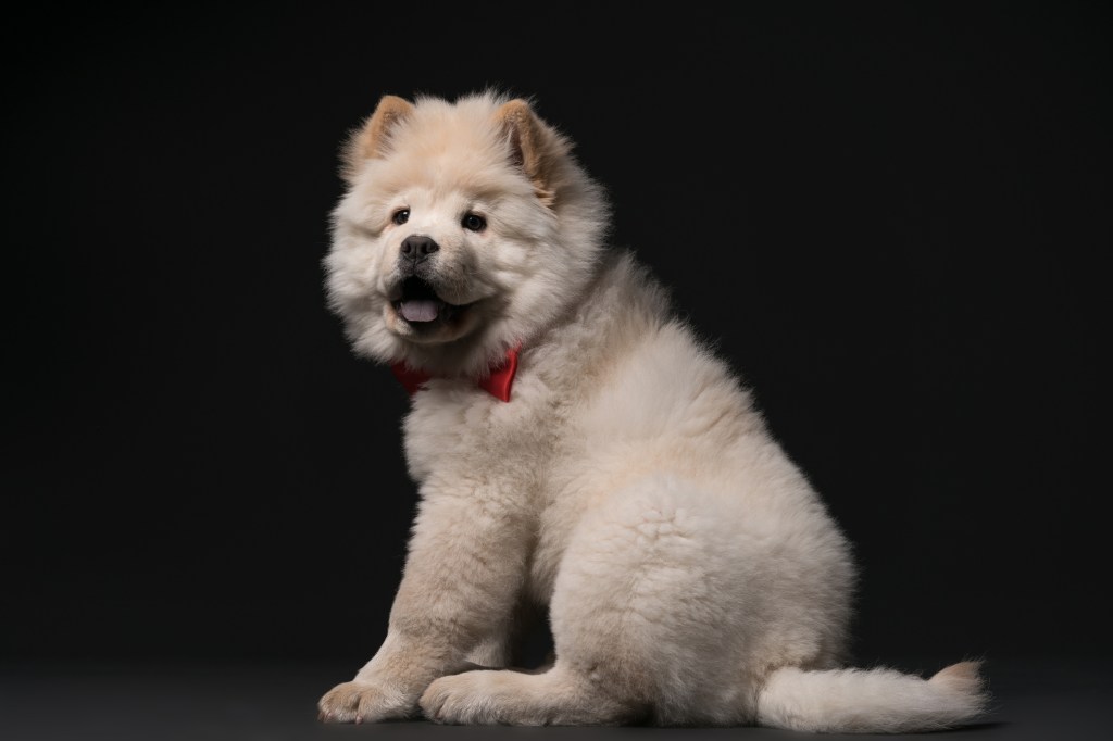 Chow Chow puppy against black background.