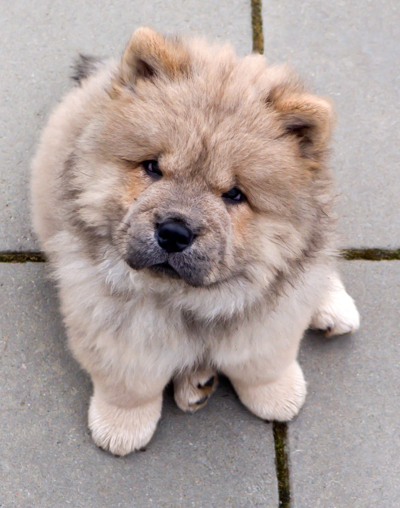 Cute Chow puppy looking up at the photographer.