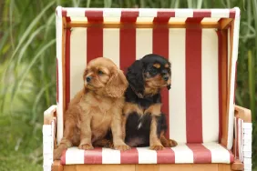 Two cute Cavalier King Charles Spaniel puppies sitting in a hooded beach chair.