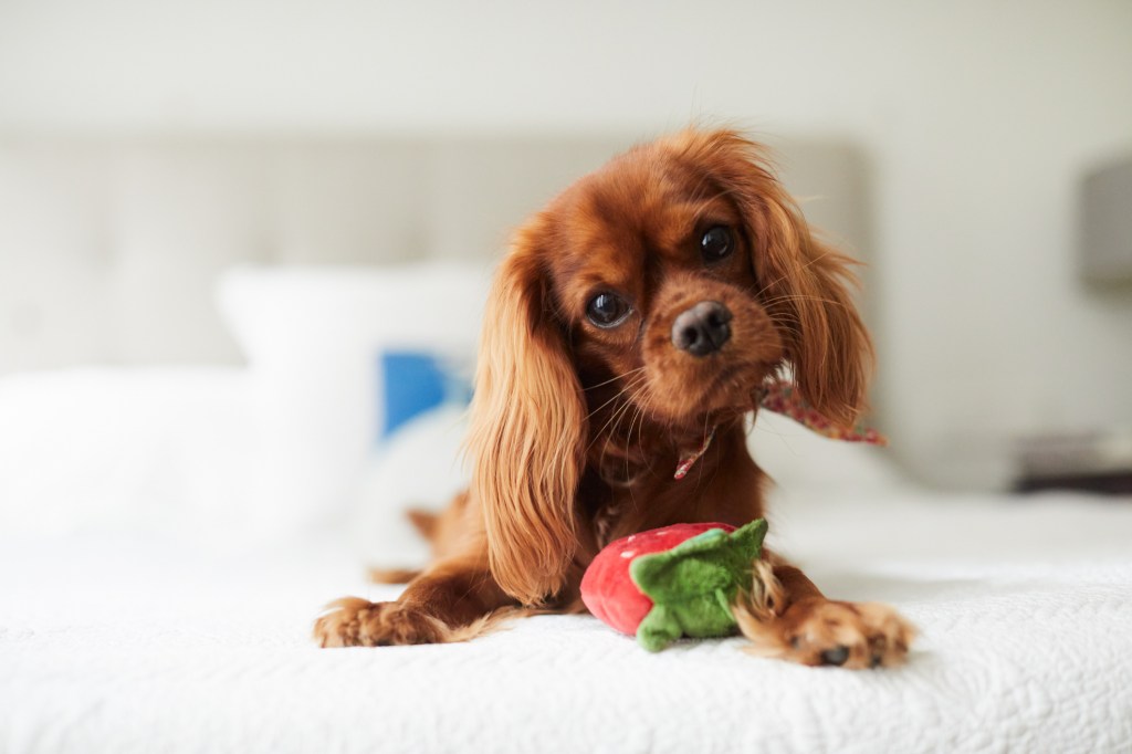 Pure bred Cavalier King Charles Spaniel at home.