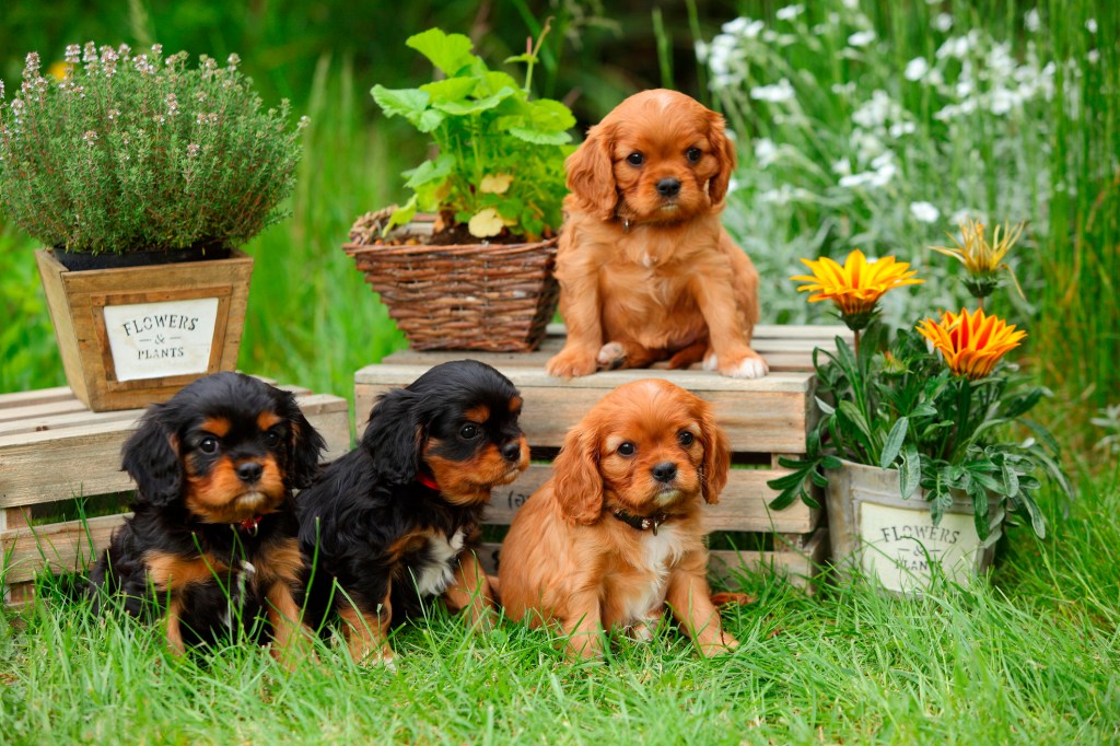 Four Cavalier King Charles Spaniel puppies sitting in a garden.