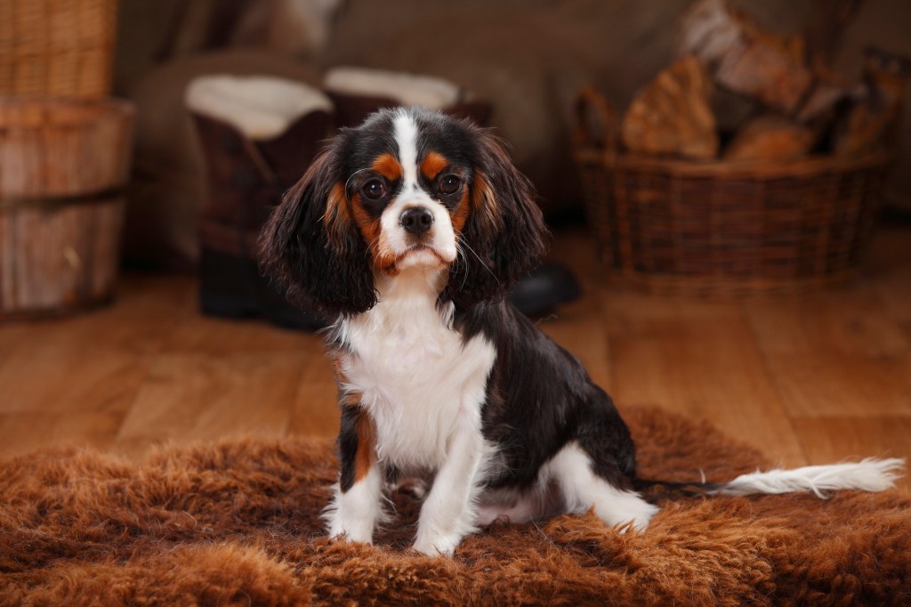 Cavalier King Charles Spaniel tricolor puppy.