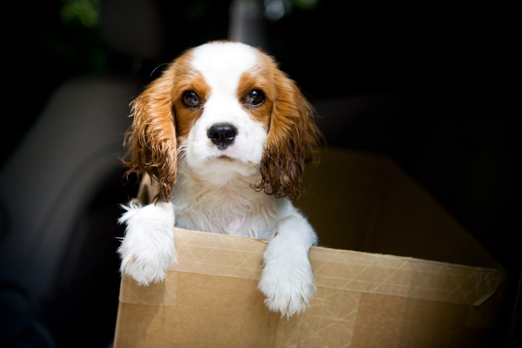 Cavalier King Charles Spaniel puppy in a cardboard box.