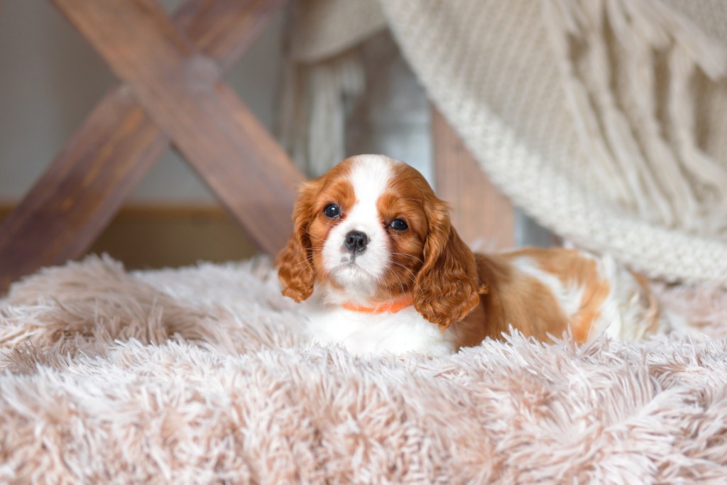 Cavalier King Charles Spaniel puppy in a studio.