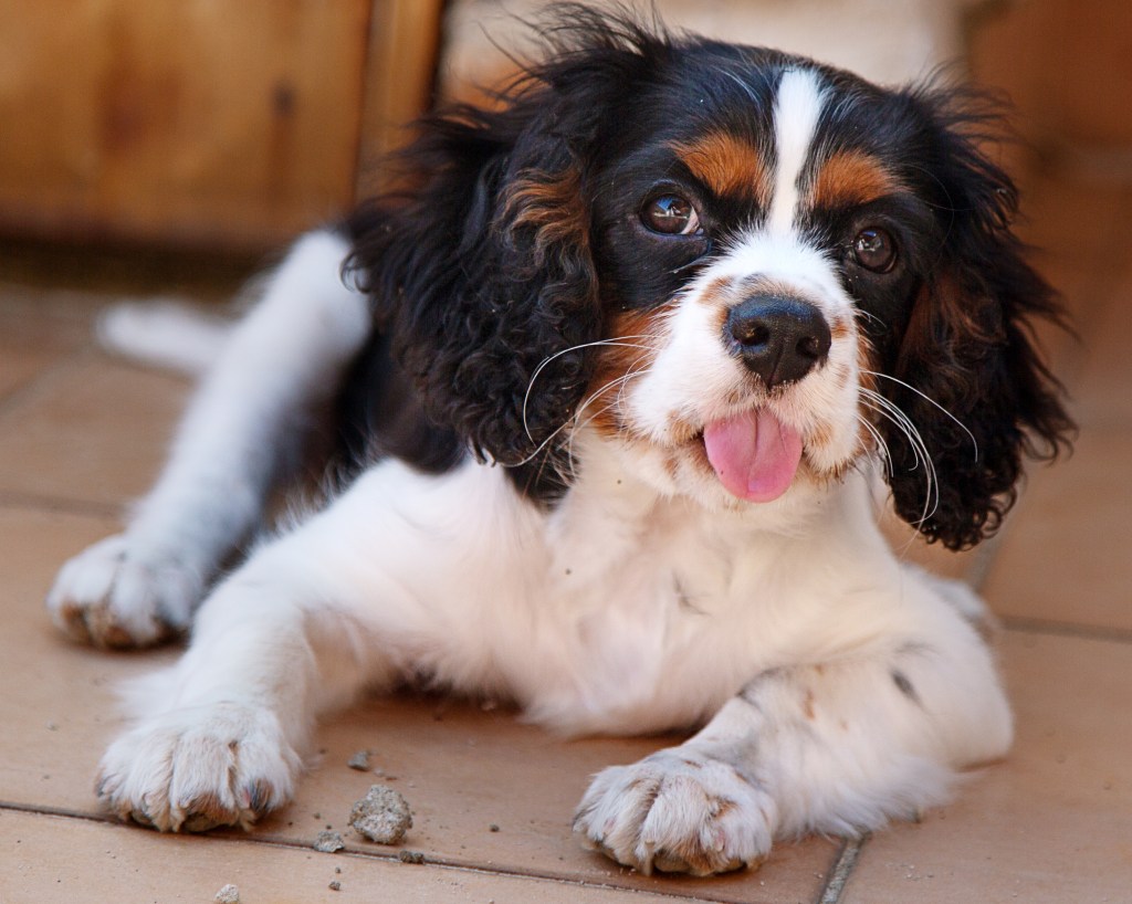 Close-up portrait of Cavalier King Charles Spaniel sitting on floor.