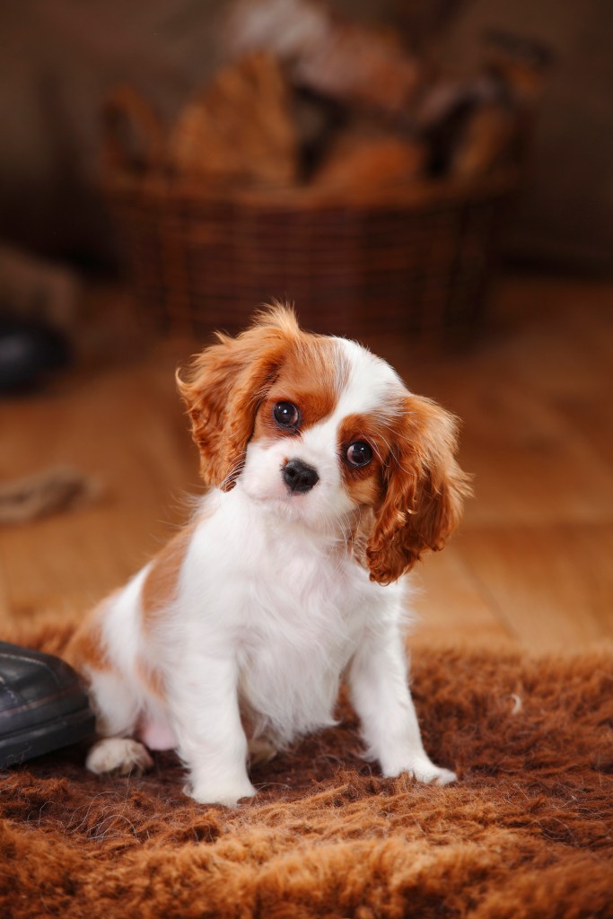 Portrait of Cavalier King Charles Spaniel puppy sitting on sheep skin.