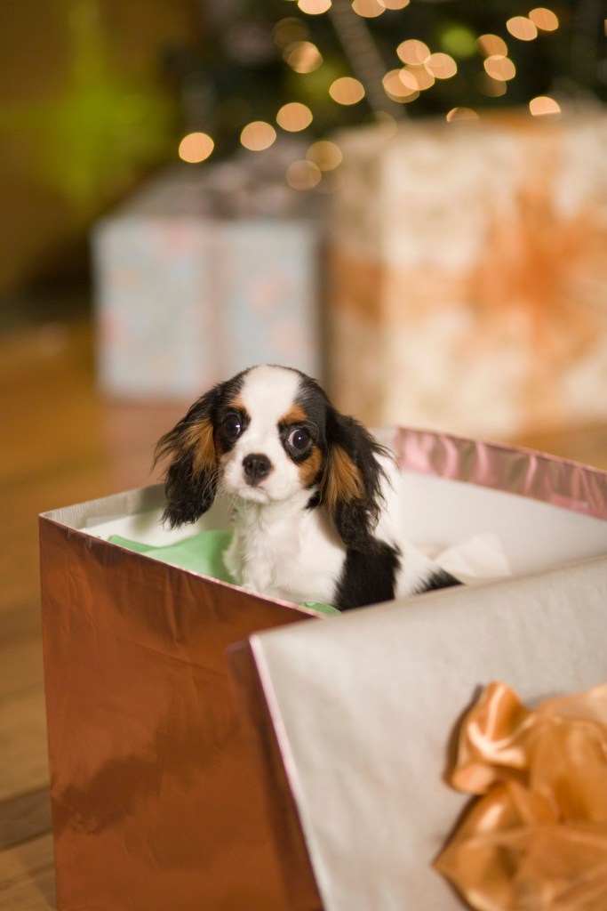 Cavalier King Charles Spaniel looking out from Christmas gift box.