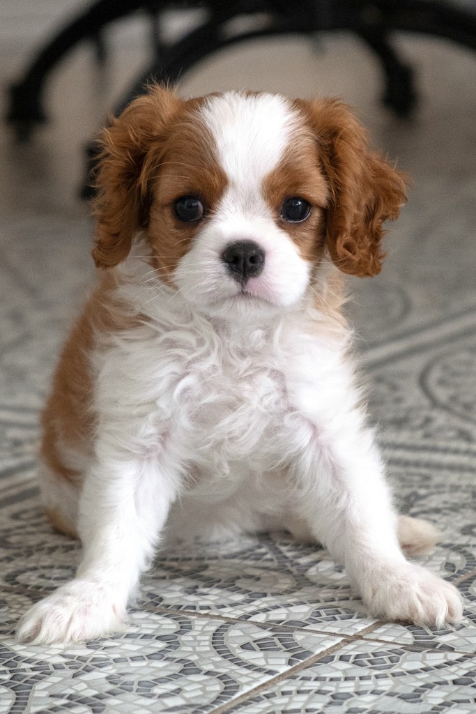 Cavalier King Charles Spaniel Blenheim puppy.
