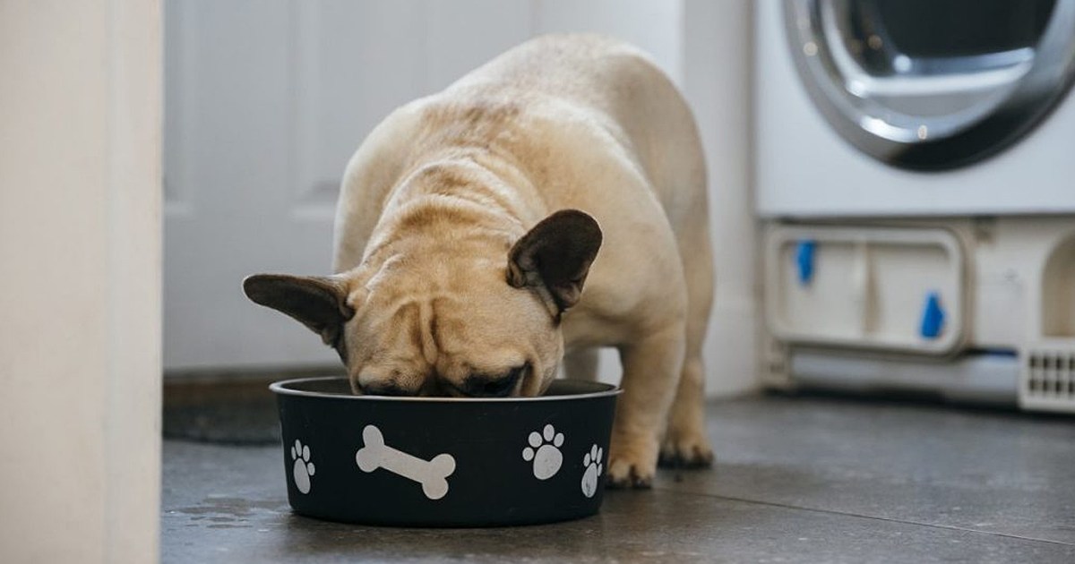 Purina Has the Dog Food Brand Issued a Recall in 2024?