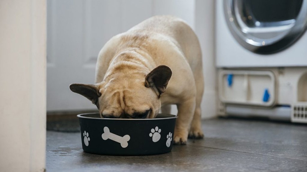 Purina dog food recall