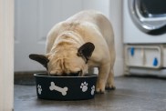 Purina dog food recall
