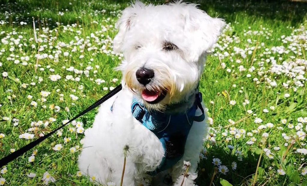 White Westiepoo dog sitting in a field of flowers