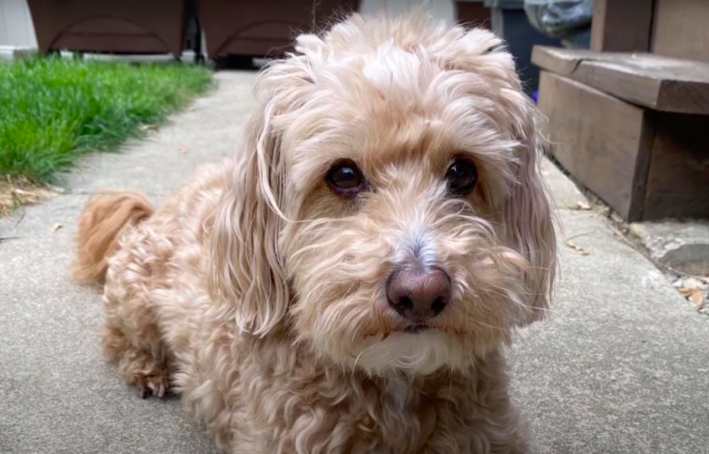 Cream-colored Westiepoo sitting on the sidewalk, looking at the camera.